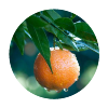 Mandarina (50ml sans nicotine / Liquideo)